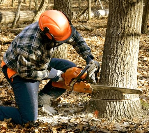Tree Removal in Weymouth, MA